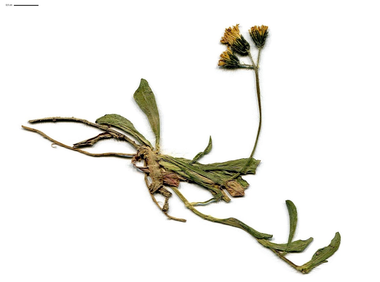Pilosella lactucella subsp. nana (Asteraceae)
